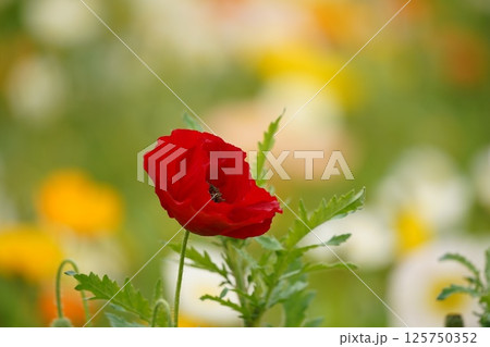 オリエンタルポピー2 125750352