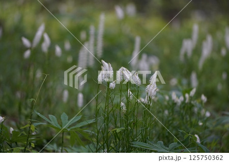 シライトソウ3 125750362