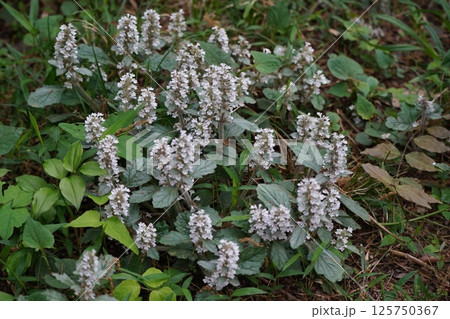 ジュウニヒトエ1 ジュウニヒトエ1 125750367