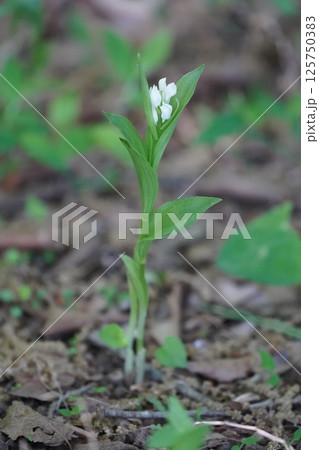 ギンラン4 125750383