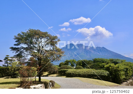 仙巌園・庭からの桜島（鹿児島県・鹿児島市） 125750402