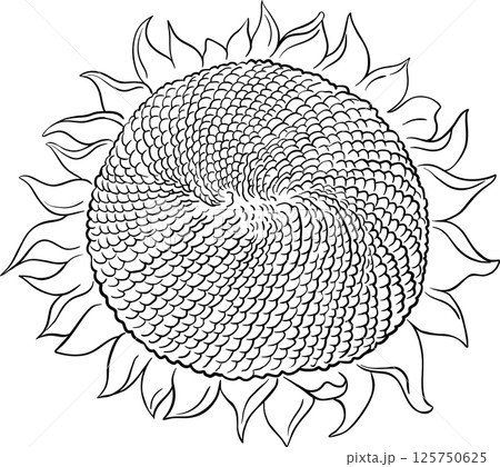 Sunflower Flower with Seeds Outline Illustration. Sunflower Flower with Seeds Outline Illustration. 125750625
