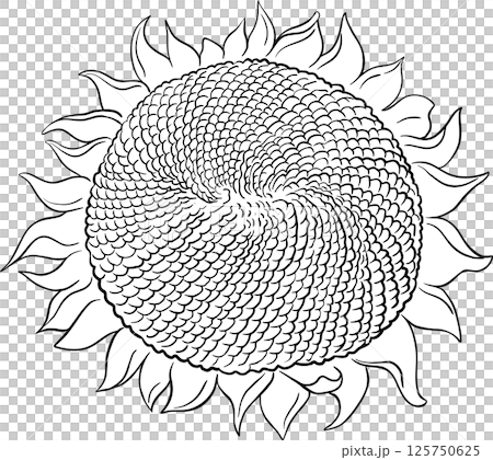 Sunflower Flower with Seeds Outline Illustration. 125750625