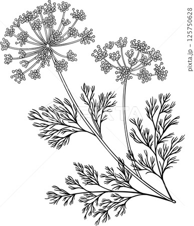 Dill Plant with Flowers  and Leaves Outline Illustration 125750628