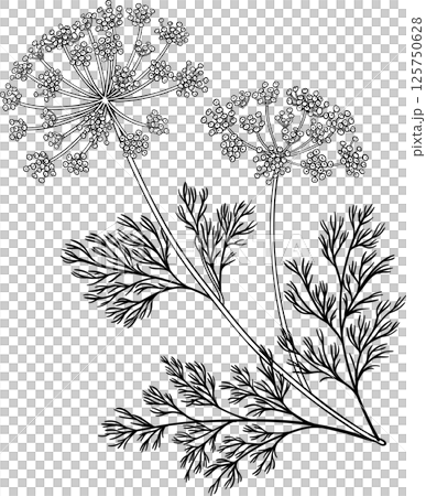 Dill Plant with Flowers  and Leaves Outline Illustration 125750628