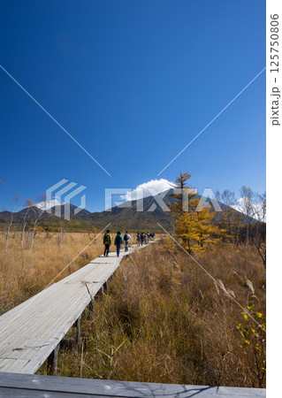 戦場ヶ原の木道 戦場ヶ原の木道 125750806