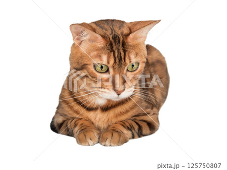 Portrait of green eyed Bengal cat on transparent background Portrait of green eyed Bengal cat on transparent background 125750807