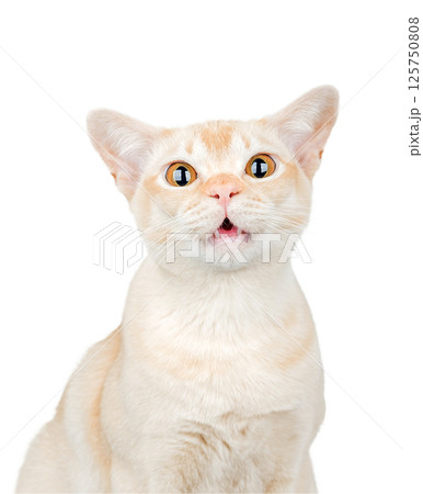 Burmese cat with wide open eyes and open mouth on a transparent background 125750808