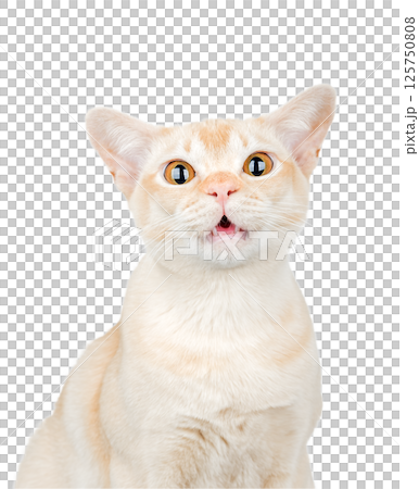 Burmese cat with wide open eyes and open mouth on a transparent background 125750808