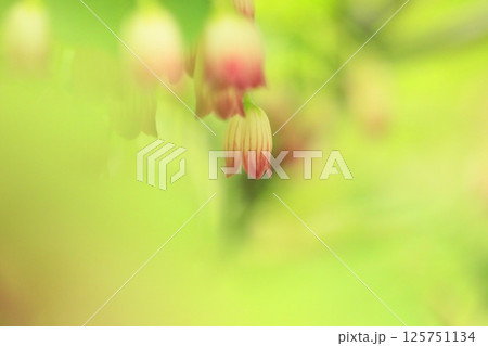 満開のサラサドウダン 125751134