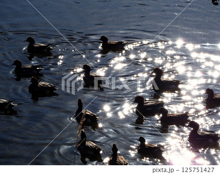 冬の川で泳ぐ鴨の群れ『和風イメージ』(京都) 125751427