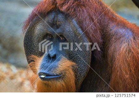 Adult Male Sumatran Orangutan Close-Up 125751574