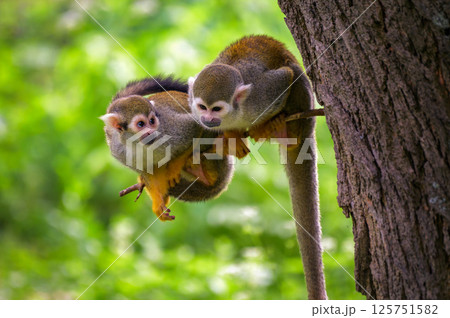 Two Common Squirrel Monkeys on Tree Branch 125751582