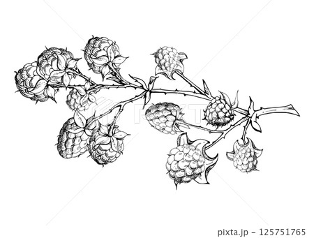 Raspberry hanging on thorny spiked branch, ripe garden berry dewberry mulberry loganberry hand drawn in vector ink. Isolated botanical illustration. Home preserves, cookbook, grocery store stationery 125751765