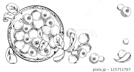 Cranberry lingonberry on ceramic plate, green leaves, vector hand drawn in ink, scattered ripe red forest berry. Isolated illustration for restaurant, dessert cafe menu, farmers market, home preserves Cranberry lingonberry on ceramic plate, green leaves, vector hand drawn in ink, scattered ripe red forest berry. Isolated illustration for restaurant, dessert cafe menu, farmers market, home preserves 125751767