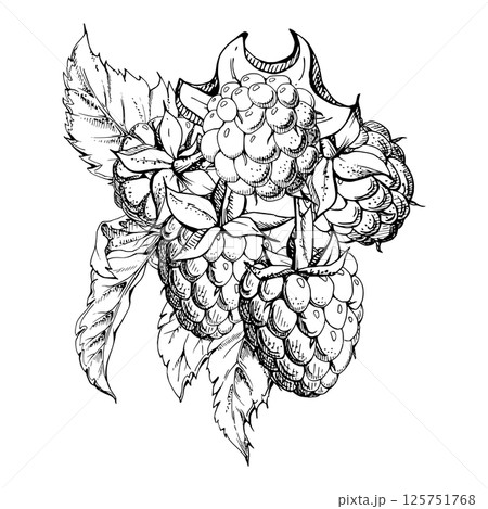 Raspberry ripe berries hanging in group with leaves, stalks hand drawn in vector ink, dewberry cloudberry mulberry loganberry. Cut out botanical boutonniere illustration. Farmer calendar, florist shop Raspberry ripe berries hanging in group with leaves, stalks hand drawn in vector ink, dewberry cloudberry mulberry loganberry. Cut out botanical boutonniere illustration. Farmer calendar, florist shop 125751768