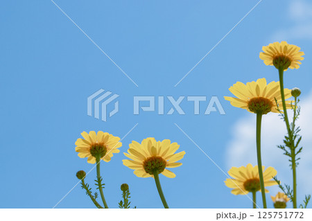 青空に向かって咲く黄色い花 125751772