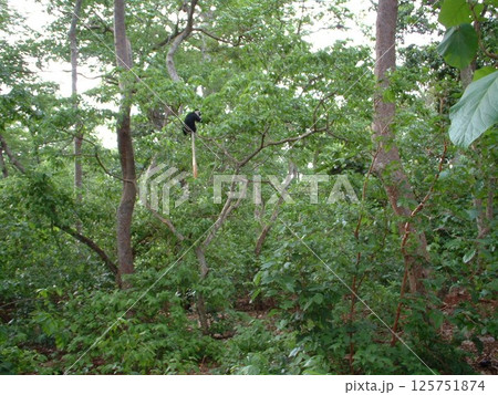 国立公園＠ガーナ　☆mar_lapin 125751874