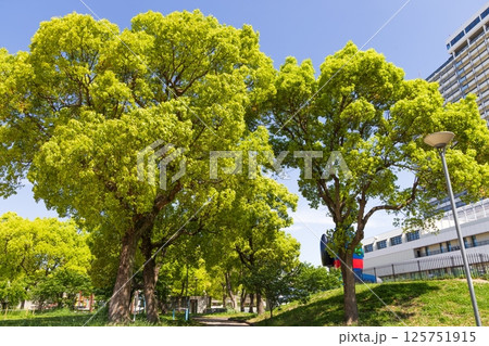 若松公園・新緑の風景　神戸市長田区新長田にて 125751915