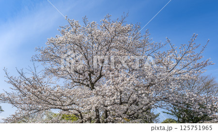 青空と満開の桜 青空と満開の桜 125751965