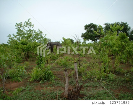 モレ国立公園@ガーナ ☆mar_lapin モレ国立公園@ガーナ ☆mar_lapin 125751985