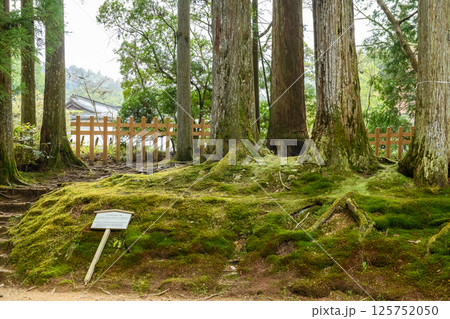 高野山 中門再建用に利用された檜の切株 和歌山県 高野山 中門再建用に利用された檜の切株 和歌山県 125752050