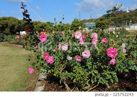 荒尾市　おもやい市民花壇　バラの花、 125752243