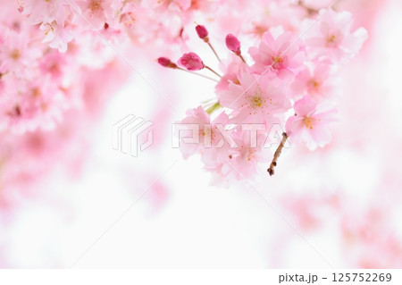 ピンク色の花を咲かせる八重紅枝垂れ桜のクローズアップ 【白背景】 【空背景】 125752269