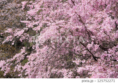 満開の八重紅枝垂れ桜 125752271
