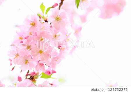 淡いピンクの思川桜のクローズアップ 【白背景】 【空背景】 淡いピンクの思川桜のクローズアップ 【白背景】 【空背景】 125752272