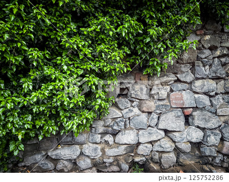Stone wall covered with dense green ivy and vibrant climbing foliage, showcasing natural lush growth and botanical textures 125752286