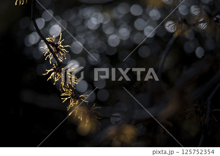 マンサクの花 125752354