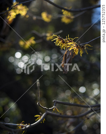 マンサクの花 125752355