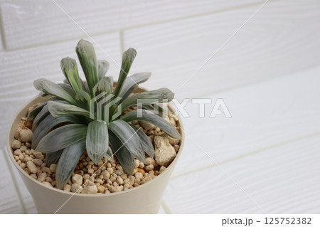 ハオルチア|透明感のある多肉植物を撮影 ハオルチア|透明感のある多肉植物を撮影 125752382