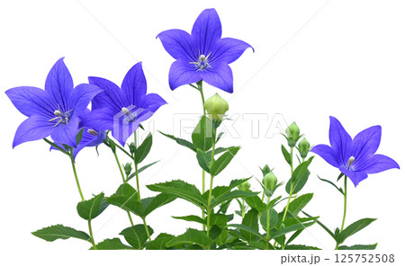 桔梗の花 秋の七草のひとつ (fix撮影) 桔梗の花 秋の七草のひとつ (fix撮影) 125752508