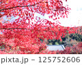 鮮やかな日本の紅葉 125752606
