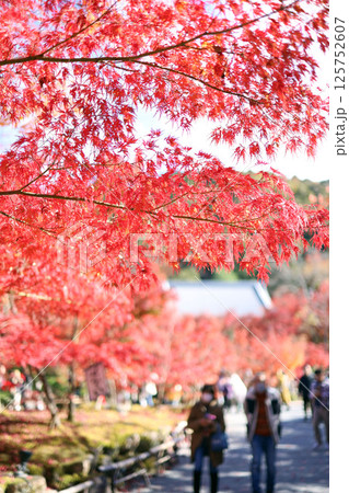 鮮やかな日本の紅葉 125752607