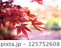 鮮やかな日本の紅葉 125752608