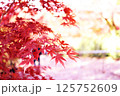 鮮やかな日本の紅葉 125752609
