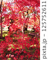 鮮やかな日本の紅葉 125752611