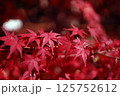 鮮やかな日本の紅葉 125752612