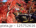 鮮やかな日本の紅葉 125752616