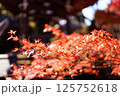 鮮やかな日本の紅葉 125752618