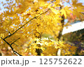 黄色の紅葉 125752622
