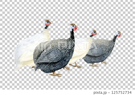 Black and white guineafowl flock watercolor illustration isolated on white. Grazing farm poultry yard bird with black feathers and spots. Funny and cute African domestic guinea hens clip art 125752734