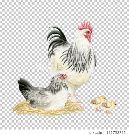 Chicken on nest, rooster and baby chicks watercolor isolated illustration. Poultry yard birds in black, white and beige for farm animals designs. Realistic fowls clip art for organic goods 125752735