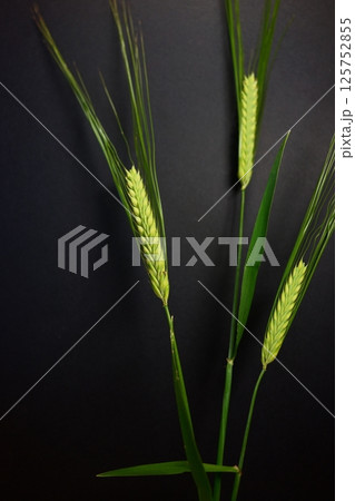 麦の躍動 125752855