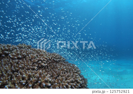 珊瑚に舞うデバスズメダイ 沖縄の海 珊瑚に舞うデバスズメダイ 沖縄の海 125752921