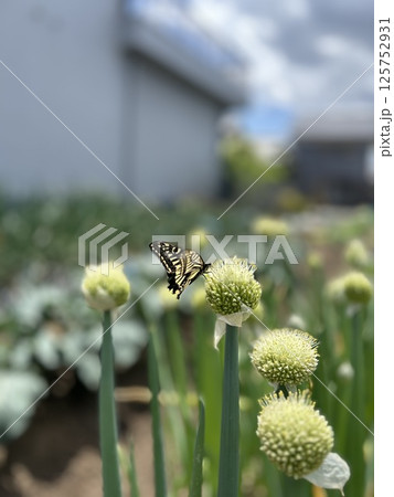 花にとまるアゲハ蝶 125752931