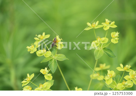 蜂 ハチ 蜜蜂 125753300